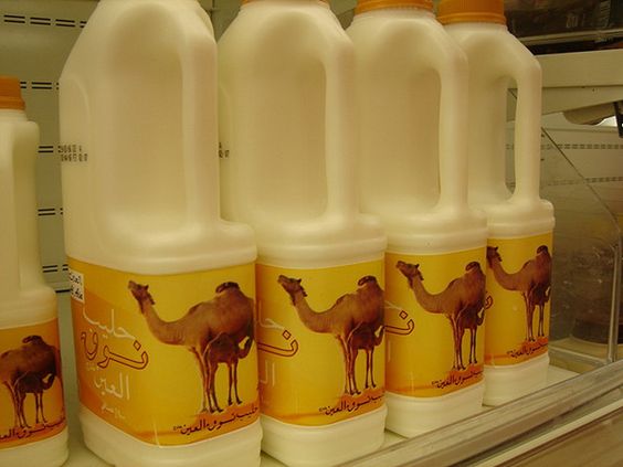 مرکز خرید شیر خشک شتر