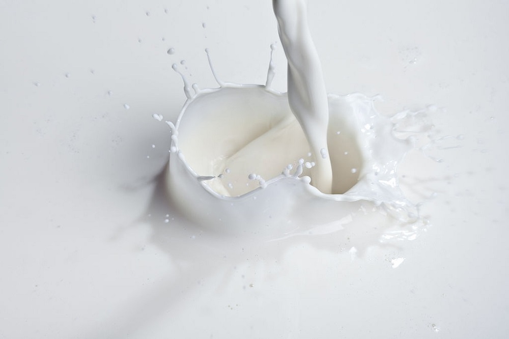  فواید تولید شیر خشک شتر