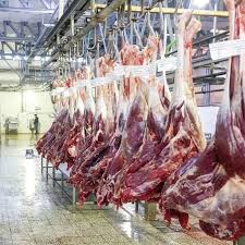 تولید و فروش گوشت شتر گرگان در سراسر کشور