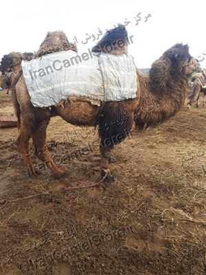 خرید گوشت شتر در کرمانشاه