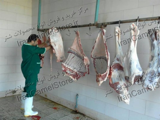 خرید گوشت شتر در کرمانشاه