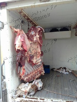 فروش گوشت شتر در قم